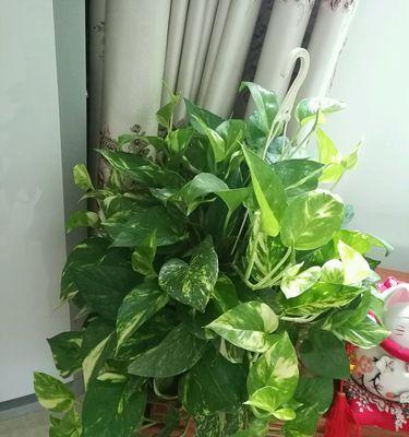 百度绿萝算法针对网站哪些问题？如何应对绿萝算法的挑战？
