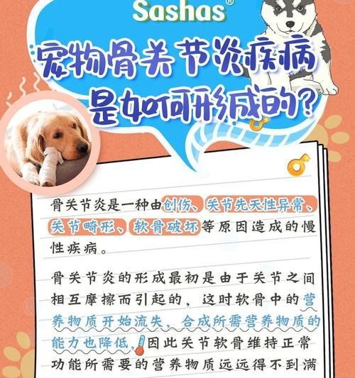 谷歌优化宠物网址有哪些策略？如何提高宠物网站的排名？