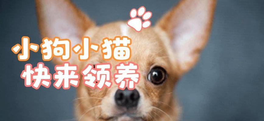 谷歌优化宠物网址有哪些策略？如何提高宠物网站的排名？