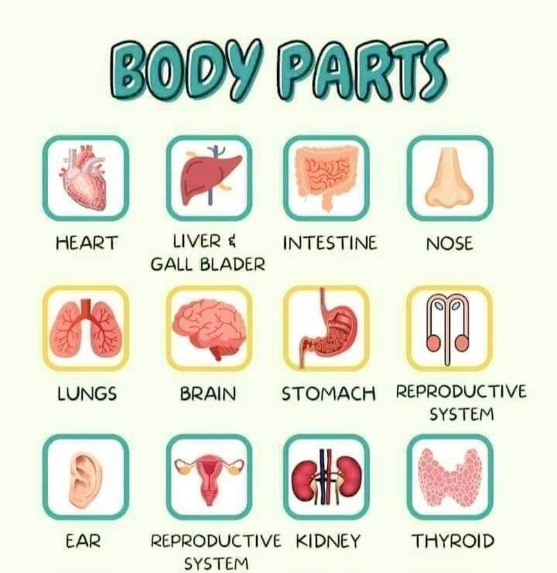 HTML的body标签属性有哪些？如何使用它们来优化网页设计？