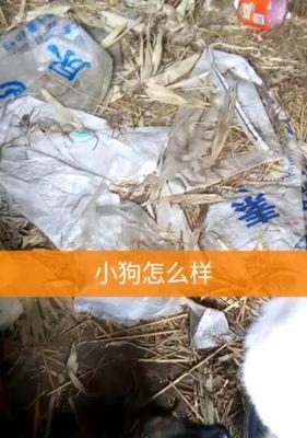 快手小狗视频剪辑技巧有哪些？如何快速上手？