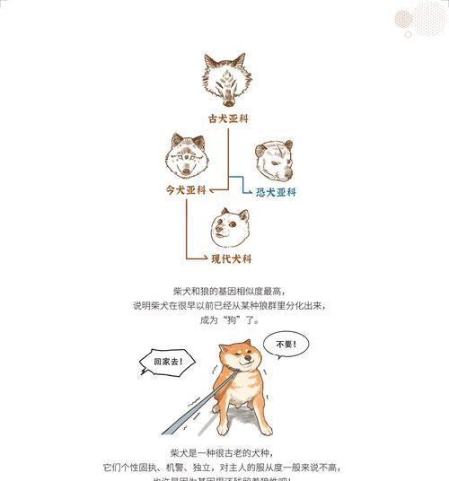 HTML有哪些冷知识？这些小技巧你都知道吗？
